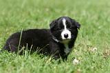 BORDER COLLIE 1322
